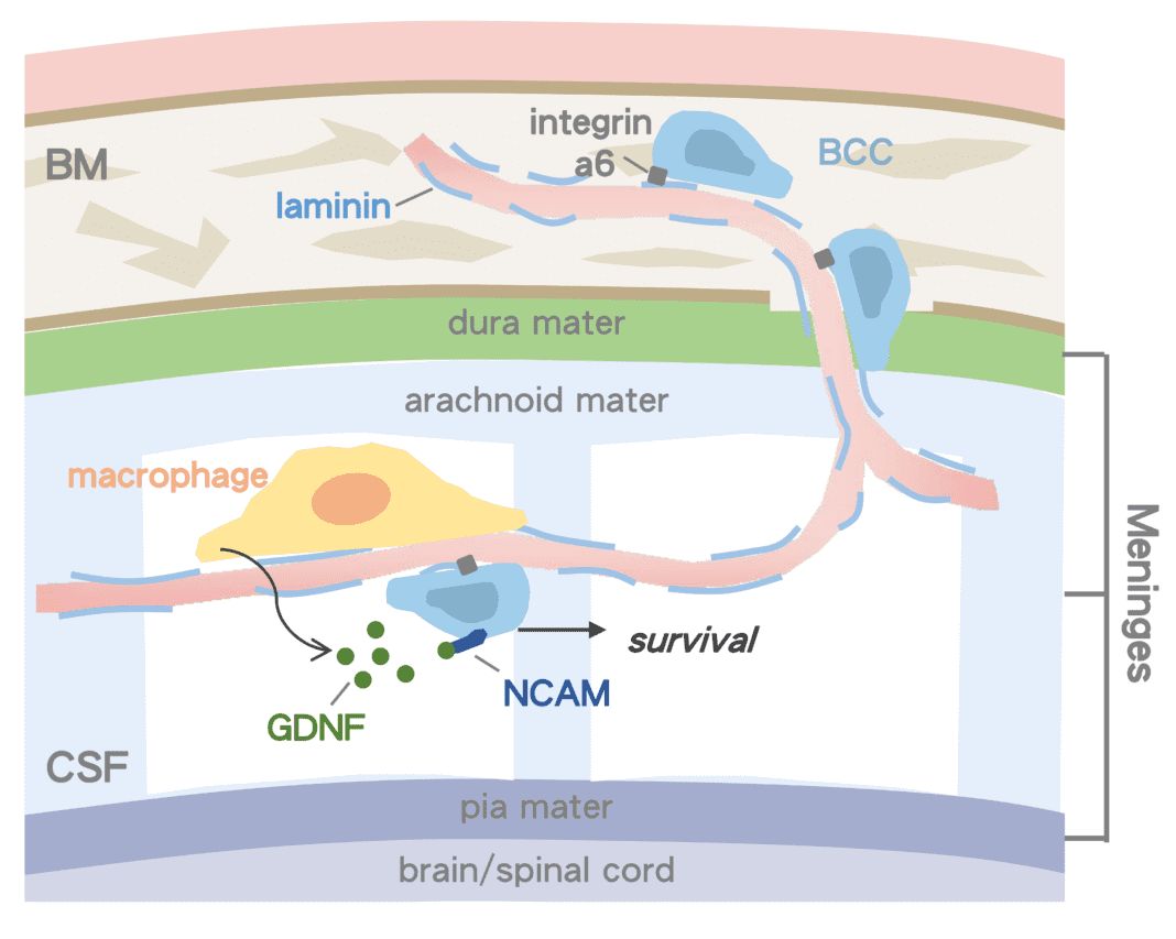 Highlights in Cancer Research: September 2024 - The Cancer Researcher