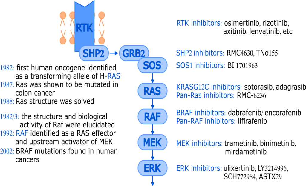 Adventures with the MAPK pathway - The Cancer Researcher