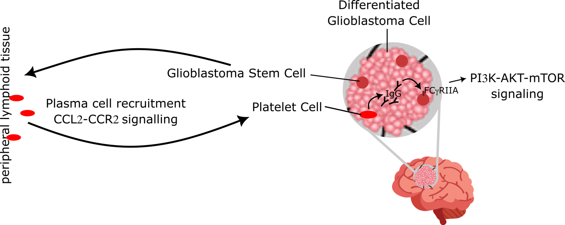 Highlights in Cancer Research: July 2025 - The Cancer Researcher